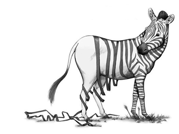 600x450 Zebras Tiras engraçados, zebra Humor