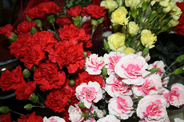 Bilder von Nelken Blüte 600x400 Blumen