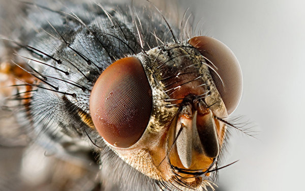 Bakgrunnsbilder Fluer Insekter Øyne Dyr Nærbilde 600x375