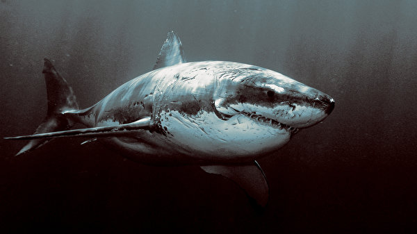 Desktop Hintergrundbilder Haie Unterwasserwelt Tiere 600x337 ein Tier