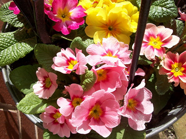 Фотографии Цветы Первоцвет 600x450 цветок Примула