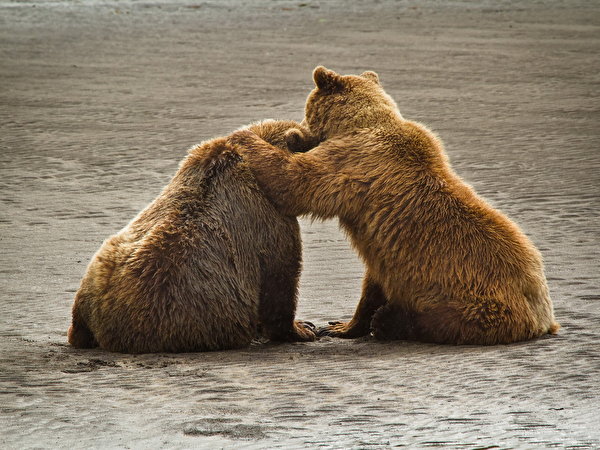 600x450 Urso Urso-pardo Alasca Grizzly. Katmai National Park animalia, um animal, ursos Animalia