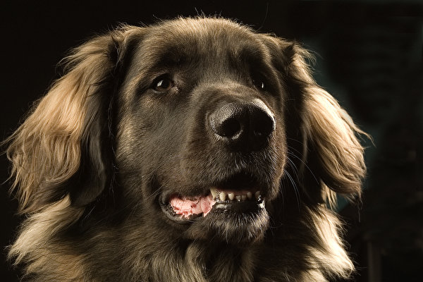 Картинки Ретривер Собаки животное Черный фон 600x400 ретривера собака Животные на черном фоне