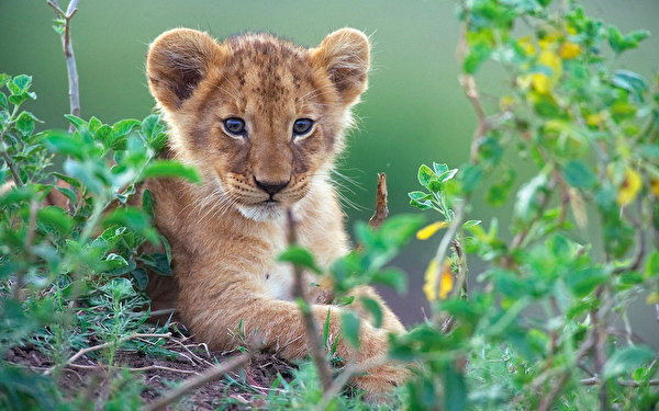 Foto's Pantherinae jonge Kijkt Dieren 600x375 Welpen een dier