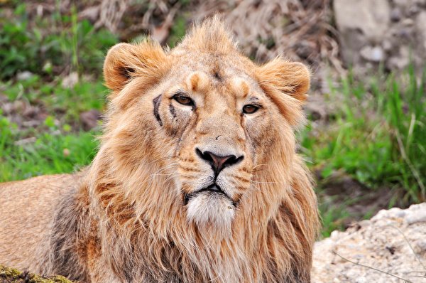 600x398 Grandes felinos León Contacto visual animales, un animal, leones Animalia