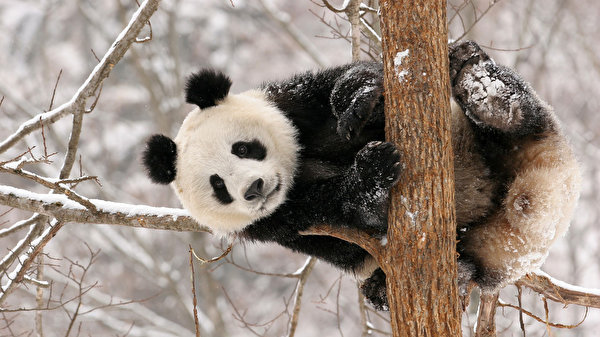 Фото бамбуковый медведь медведь животное 600x337 Панды Медведи Животные