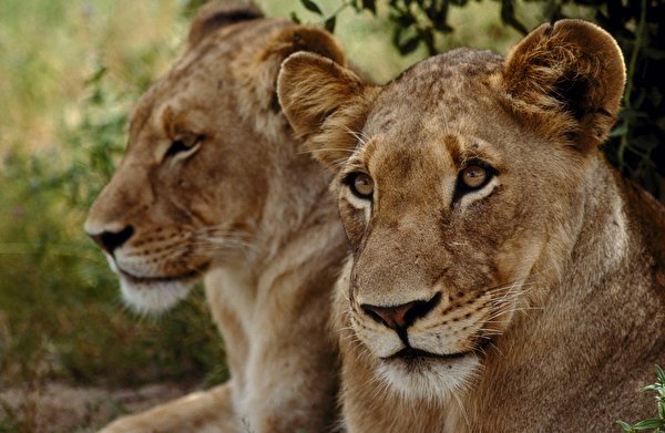 Foto Animali leone grandi felini Leonessa 600x391 animale Leoni Pantherinae panthera leo