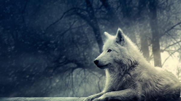 Tapeta Wilki Zwierzęta 600x337 wilk zwierzę
