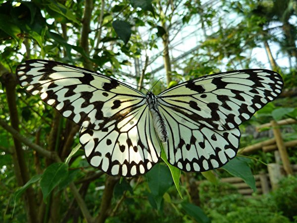 600x450 Insectes Papilionoidea un animal, papillons Animaux