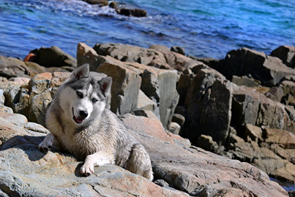 Bakgrunnsbilder til skrivebordet Sibirsk husky Alaskan malamute hund Dyr 600x401 Hunder tamhund