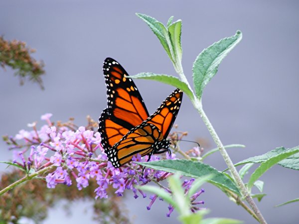 Bakgrunnsbilder til skrivebordet Monarksommerfugl Insekter Sommerfugler Dyr 600x450 monark sommerfugl