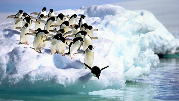 600x337、ペンギン、Adelie Penguins, Antarctica、、動物、