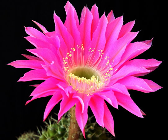 540x450 Cactaceae flor, cactos Flores