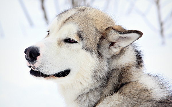 Photos Alaskan Malamute dog animal 600x375 Dogs Animals