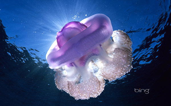 Photos Jellyfish Underwater world animal 600x375 Animals