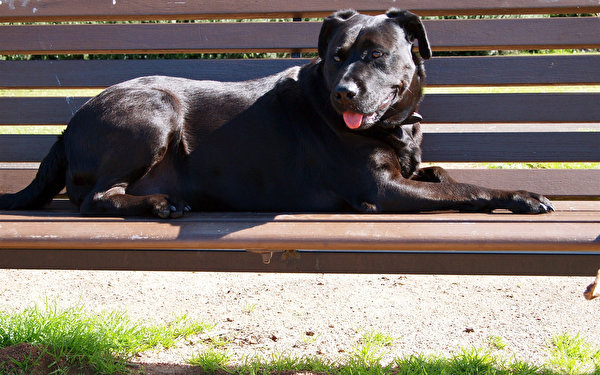 Фотографии Кане корсо Собаки лежит на скамейке Животные 600x375 собака животное