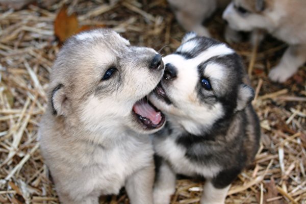 Sfondi del desktop Cucciolo Siberian husky cane Animali 600x400 cagnolino Cani animale