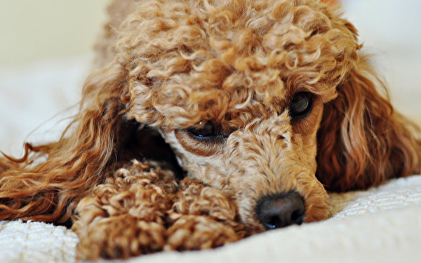 zdjęcia Pudel pies domowy Zwierzęta 600x375 Psy domowe zwierzę