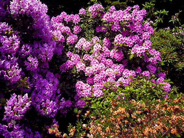 Pictures flower Rhododendron 600x450 Flowers