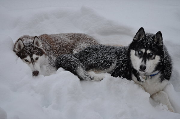 600x398 Perro Husky siberiano Nieve animales, un animal, perros Animalia