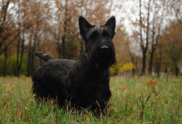 Sfondi del desktop aberdeen Terrier cane Nero animale 600x409 Scottish terrier Cani Animali