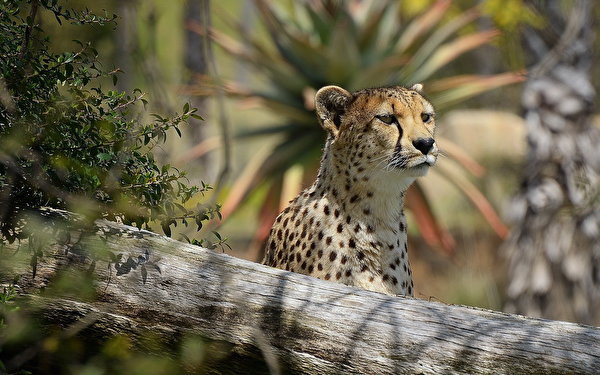 Bakgrunnsbilder til skrivebordet Geparder Store kattedyr Dyr 600x375 gepard