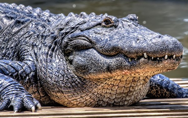 600x375 Crocodilos animalia, um animal, crocodylia Animalia