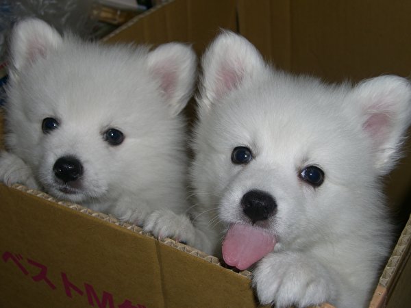 Фото Щенок шпицев Собаки щенки в коробке животное 600x450 Шпиц шпица щенка щенков собака Животные