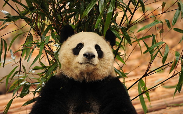 Photo Pandas Bears Animals 600x375 Giant panda bear animal