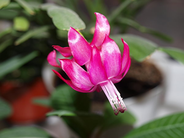 Фотографии Цветы Кактусы 600x450 цветок
