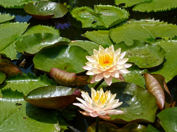 Pictures flower Water lilies 600x450 Flowers Nymphaea
