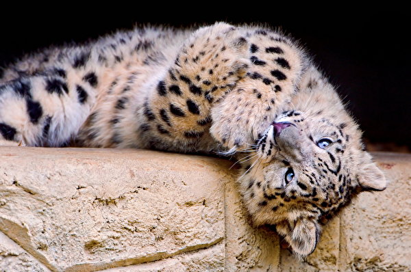 600x398 Grandes felinos Leopardo de las nieves animales, un animal, Irbis, Panthera uncia Animalia