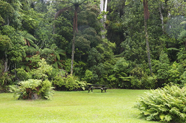 Picture Nature forest 600x399 Forests
