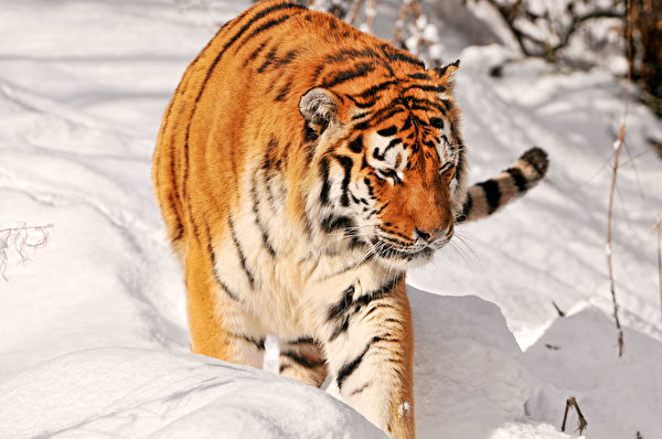 Фото тигр Большие кошки Животные 600x398 Тигры животное