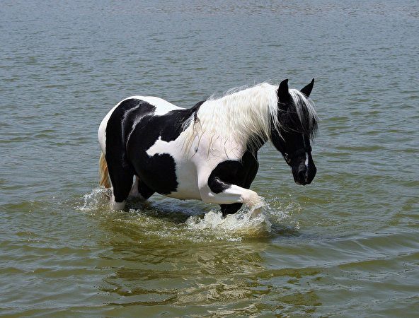 zdjęcie Konie Zwierzęta 592x450 koń zwierzę