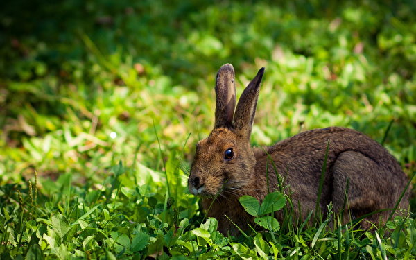 Images Hares Rodents animal 600x375 Animals