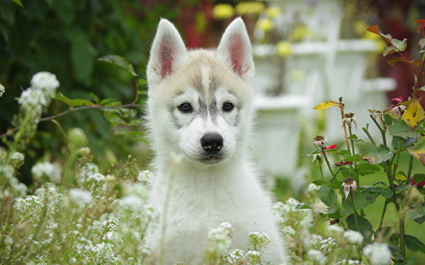 Фотографии Аляскинский маламут Собаки Животные 600x375 собака животное