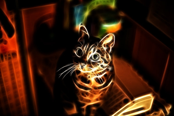 Tapety na pulpit kot domowy Grafika 3D wzrok 600x400 Koty Spojrzenie
