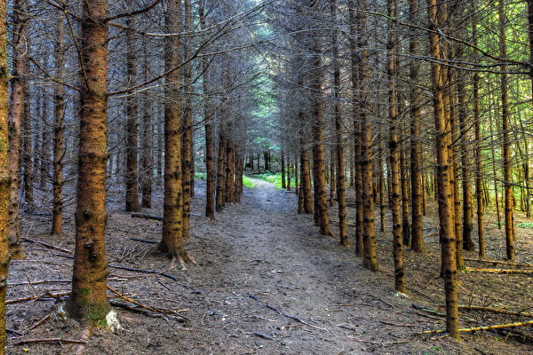 Desktop Hintergrundbilder Natur Wald 600x400 Wälder