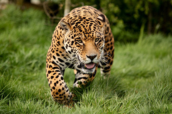 Desktop Hintergrundbilder Jaguaren Große Katze Tiere 600x399 Jaguar ein Tier