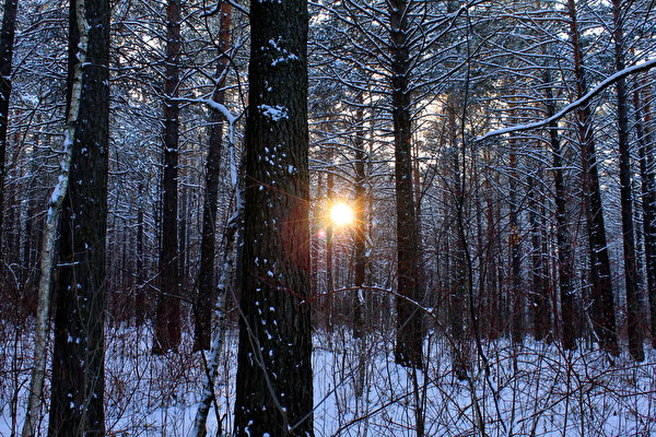 Afbeelding Stralen van licht Winter Natuur bos Sneeuw Bomen Seizoen 600x400 Lichtstralen Bossen Een boom