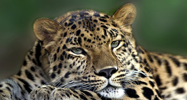 600x322 Grandes felinos Leopardo animales, un animal, leopardos Animalia