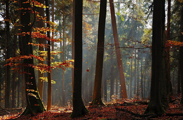 Фотография Осень Природа лес деревьев Времена года 600x394 осенние Леса дерево дерева Деревья сезон года