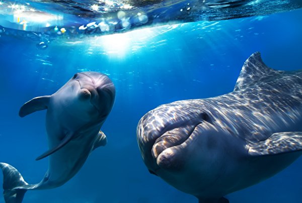 Фотографии Дельфины Море Взгляд животное 600x404 смотрит смотрят Животные
