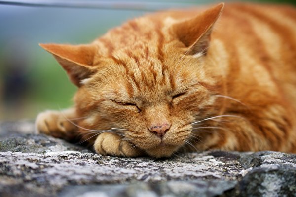 Фотография кошка Усы Вибриссы Морда Животные 600x400 кот коты Кошки морды животное