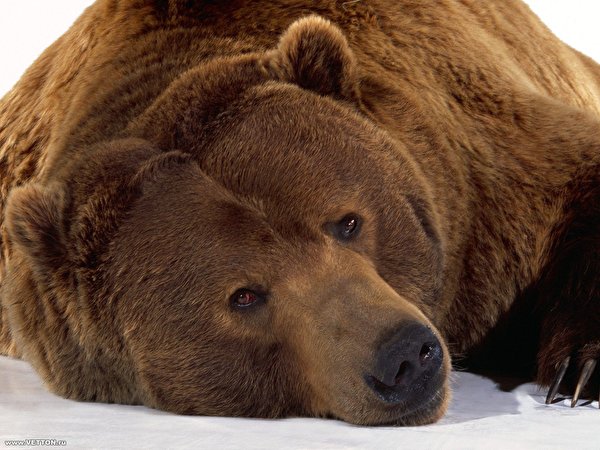 Fotos von Braunbär Bären ein Tier 600x450 ein Bär Tiere