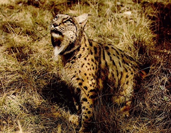 576x450 Grandes felinos Lynx animales, un animal, linces, lince Animalia