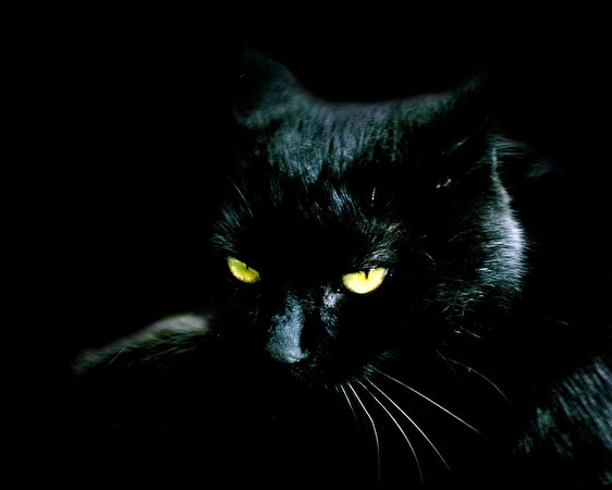 Foto Gatti animale Sfondo nero 562x450 gatto domestico Animali