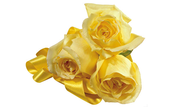 Tapety na pulpit Róże Żółty Kwiaty na białym tle 600x375 róża kwiat Białe tło