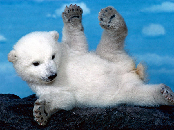 600x450 Osos Oso polar Cachorros animales, un animal, un oso Animalia